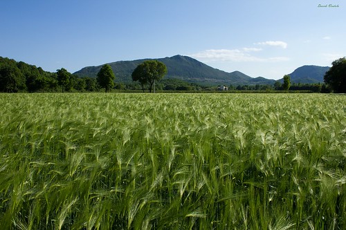 landscape wheat paesaggio grano