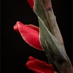 Gladiolus 2