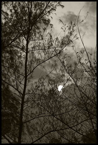 trees sunset bw cloudy silhouettes kerala grayscale hazy thrissur hiltop godsowncountry abovethehorizon rajeshvijayarajan vilangakunnu rajeshvijayarajanphotography rajeshvj rajeshonflickr gettyimagesindiaq4