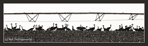 bw bird field silhouette crane vivitar sandhill irrigation platteriver canon400d statefair2010 televivitar40056