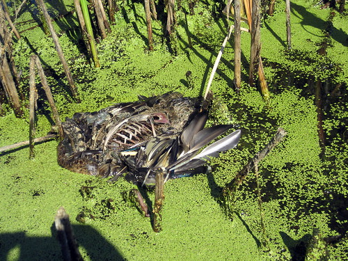 數千隻紐西蘭懷卡托地區的鳥類，疑似遭鳥禽類臘腸毒梭菌（Avian botulism）感染而大量死亡。（來源：USFWS Mountain-Prairie）