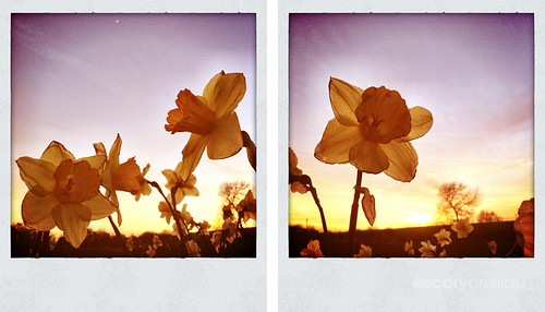 camera flowers blur nature colors flickr colours dof iphone tych iphoneography iphoneographie pocketplastic