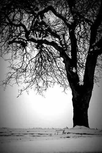 wintertree winterscene notquiteblackandwhite silentscene winterinsequoianationalpark silentsnowscene