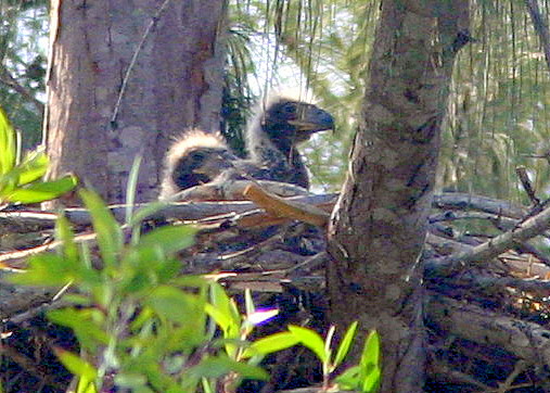 Two Chicks 20090213