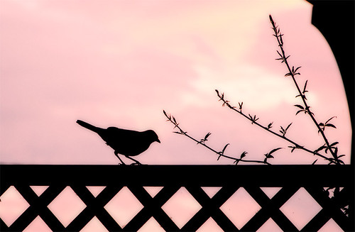 pink sunset bird silhouette nikon rosa nero blackbird corvo uccello 18105 contorno d90
