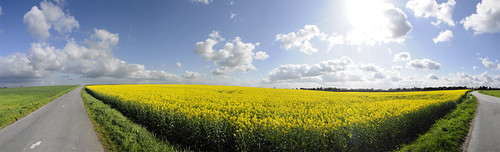 road blue sky panorama france green yellow jaune geotagged countryside spring nikon vert rape bleu route ciel cumulus normandie campagne normandy printemps canola rapeseed d300 colza seinemaritime nikkor1870mmdx clicknflickritis iamflickr geo:lon=1260466 gettyimagesfranceq2 geo:lat=49550328