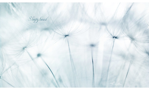 white weed soft fluffy dandelion seeds simplicity delicate sleepyhead thursday fragile blueandwhite 365project callissacaffull