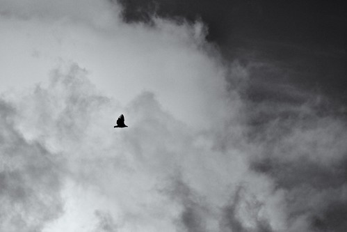 blackandwhite bw france bird clouds vulture pyrenees pirineos pirineus lesangles canonef70200mmf4lisusm niksilverefexpro pyrénéesorientales
