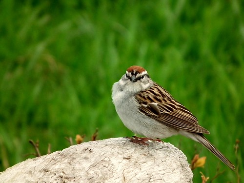 bird spring sparrow finepix printemps oiseau acadie bruant hs10