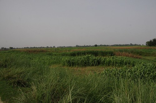 agriculture irrigation bihar khagaria june2008 geo:lat=254992 geo:lon=864699316666667 geo:dir=1709