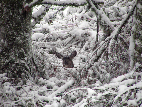 trees white snow forest woodland washington woods deer fawn wa canons3