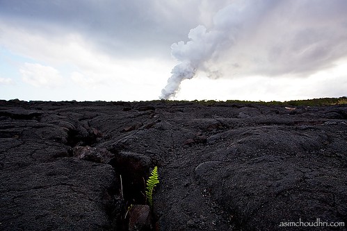 plant kalapana volcano hawaii lava smoke bigisland canon1740l activevolcano canoneos5dmarkii
