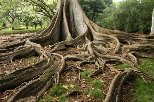 tree scale nature giant bay branch fig roots large fork system foundation ficus growth anchor huge trunk network banyan branching moreton macrophylla