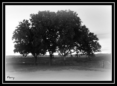españa tree spain árbol puebla 2009 zamora fery333sanabria mariquillo ferympp1970