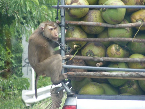 monkeys and coconuts