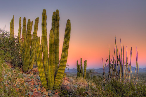 sunset arizona cactus sky geotagged skeleton desert dusk illuminated east lucky gradient sonoran nationalmonument alpenglow perfectlight organpipecactusnationalmonument opticalphenomenon bej diamondclassphotographer flickrdiamond multimegashot