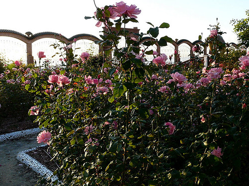 roses spain oropesa castellon marinador marlis1 mediterraneangardens