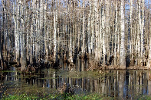 trees reflection tree green wet water forest reflections louisiana bayou swamp wetlands cypress cypresstrees wetland cypresstree moist watery swampy standingwater cypressforest swampwater lahwy1