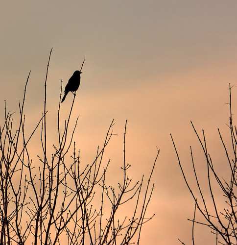 bird silhouette sunrise manitoba