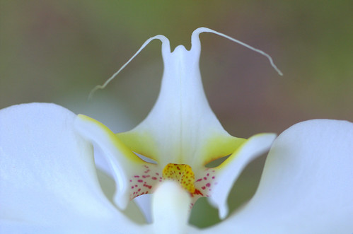 phalaenopsis mothorchid