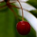 ripe cherry on the tree   macro    MG 6082