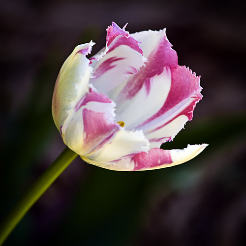 pink white flower oklahoma canon spring flora bokeh tulip 5d canon5d stillwater 2009 smörgåsbord cs3 kartpostal