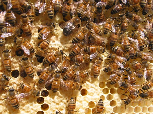 honeybee shortage
