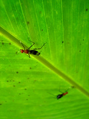 Bugs in a plantain leaf
