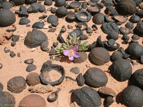 A little flower among the moqui marbles, Grand Staircase-Escalante National Monument, Utah