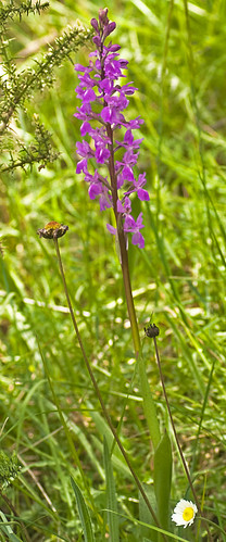 flowers flower andalucía spain flora pflanzen orchidaceae spanien grazalema orchis sierradegrazalema orchdaceae orchislangei kniebiskarle