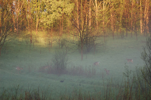 park morning white nature fog cat sunrise outdoors spring woods nikon funny tail deer curious hollow quail d40 nikond40