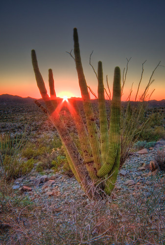 sunset arizona cactus usa desert lensflare sonoran hdr nationalmonument organpipecactusnationalmonument