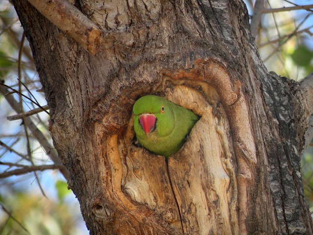 rose ringed parakeet | Flickr - Photo Sharing!
