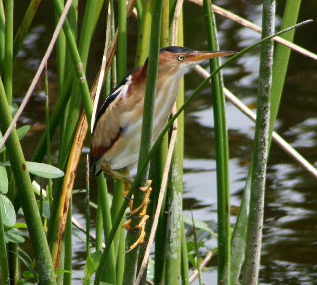Least Bittern comes out to play