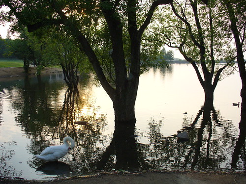 sunset bird japan geotagged evening swan pond peaceful 大阪 日本 osaka kishiwada 鳥 池 夕方 日没 白鳥 岸和田 geo:lat=34430591185859775 geo:lon=1354235838353634
