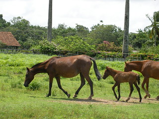 Marajoara Horse