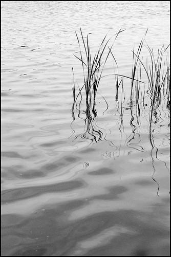 bw plants lake water reeds sigma1770mm canon400d