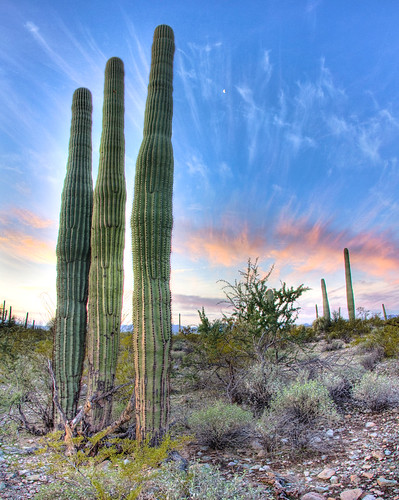 arizona cactus moon sunrise desert border sonoran hdr nationalmonument hugin saguarocactus photomatix organpipecactusnationalmonument vertorama