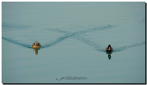 lake milan water reflections lago milano w ducks acqua riflessi viva ghostbuster anatre idroscalo goldstaraward gigi49 thewonderfulworldofbirds sottoilcielodimilano