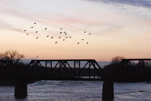 trestle bridge winter sunset ohio water birds train river flock flight bridges grandrapids maumeeriver northwestohio