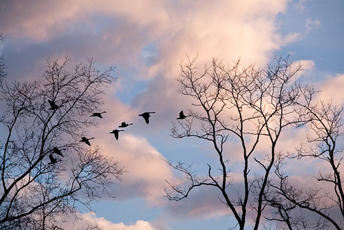 sunrise geese contrails photoblog2009