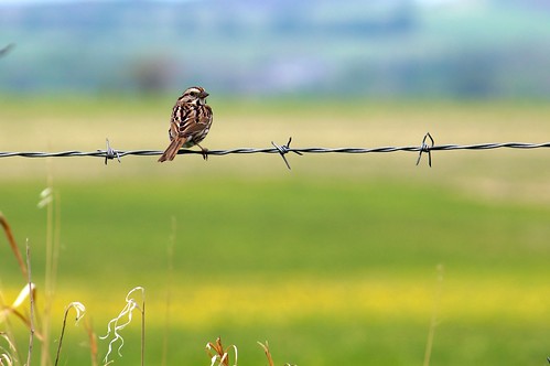grass barbedwire songsparrow efs55250mmf456is