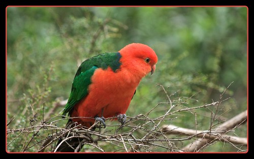 red green forest parrot victoria
