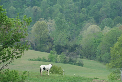 summer horse country indiana pasture graze corydon harrisoncounty