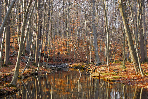 park trees winter lake beach water leaves creek reflections french state