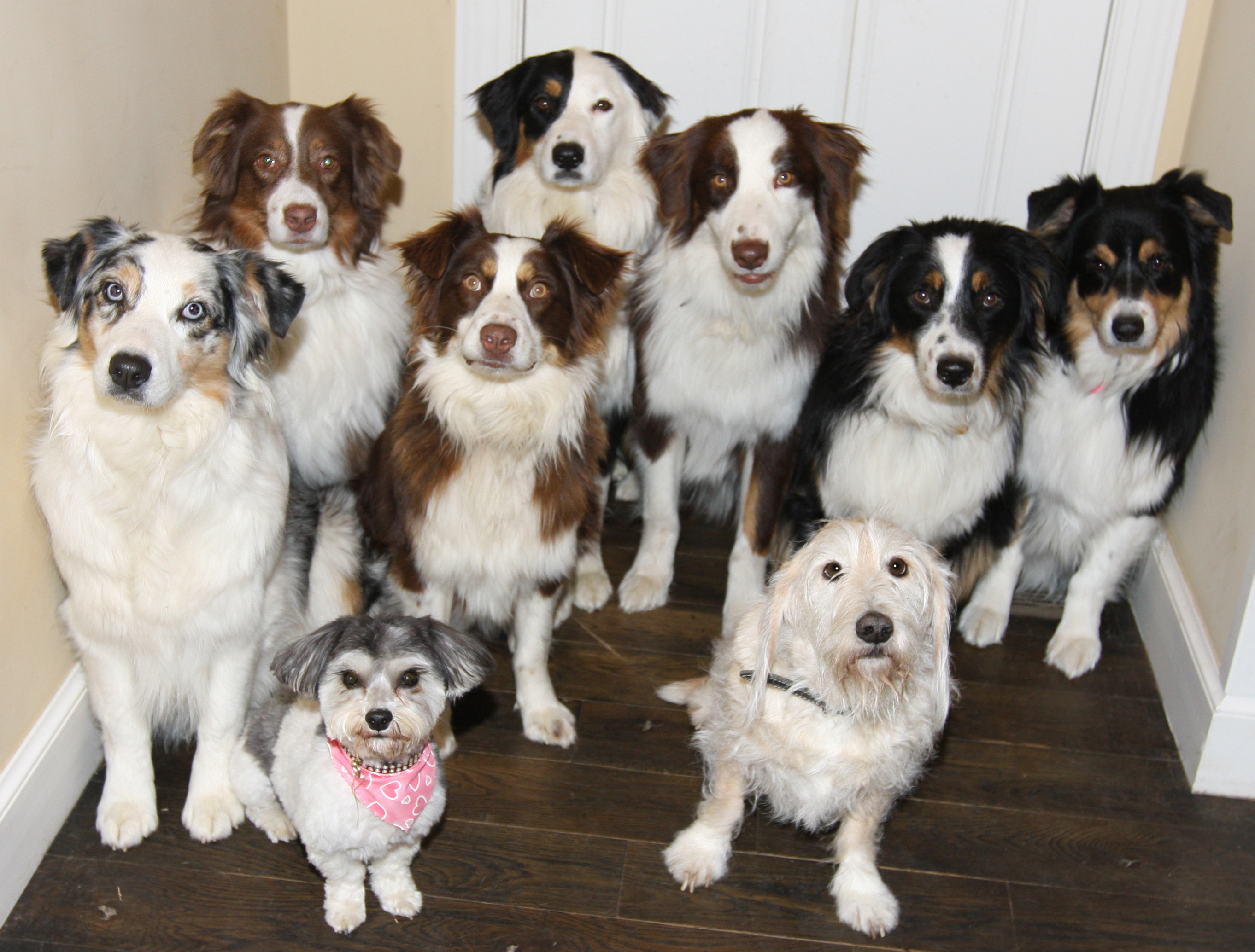 5 группа собак. Разные собаки. Собаки для квартиры. Разные породы собак. Популярные породы собак.