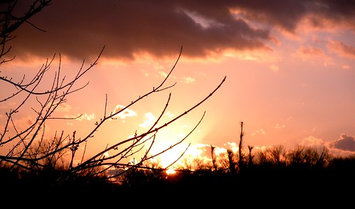 trees sunset sky tree clouds scenery springfieldmissouri theozarks