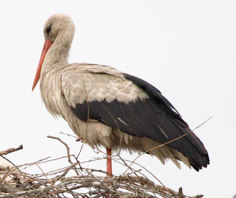 Photograph titled 'White Stork'
