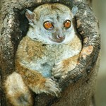 Ankarana Sportive Lemur