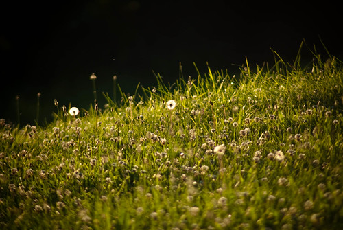 summer west grass outside outdoors virginia nikon lawn wv d200 dandelions barboursville